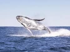 Port Stephenson - Whale Watching Cruse Image -57765473ec433